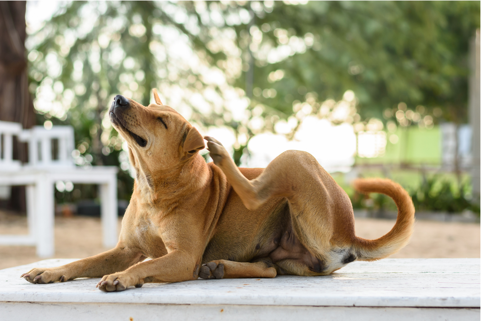 Allergie en atopie bij honden