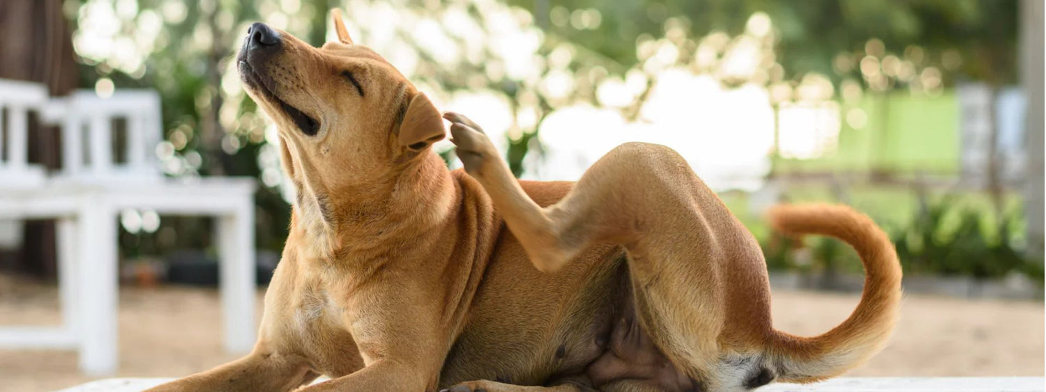 Atopie bij honden - de symptomen & behandeling atopie hond