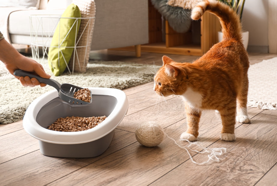 Blaasgruis of nierproblemen bij katten