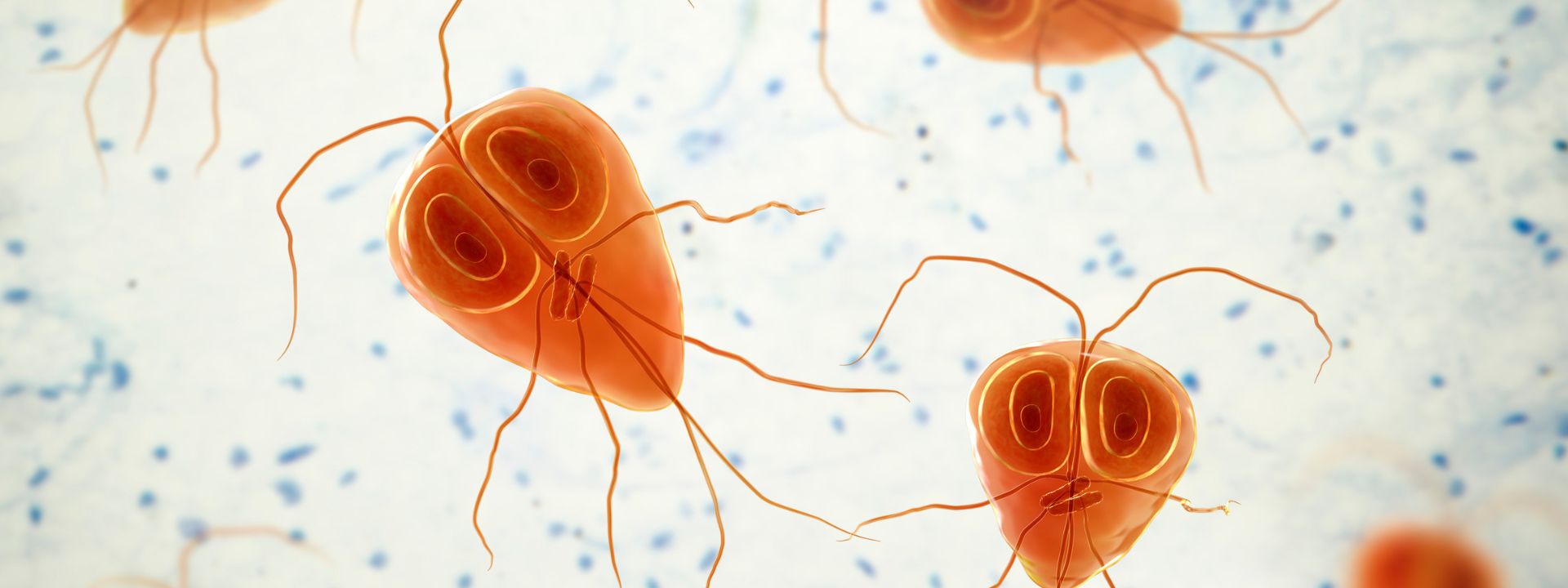 Giardia bij honden - symptomen en behandeling uitgelegd