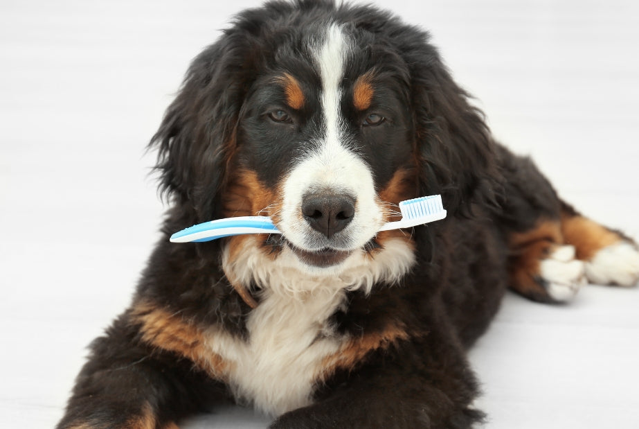 Tandenpoetsen bij honden