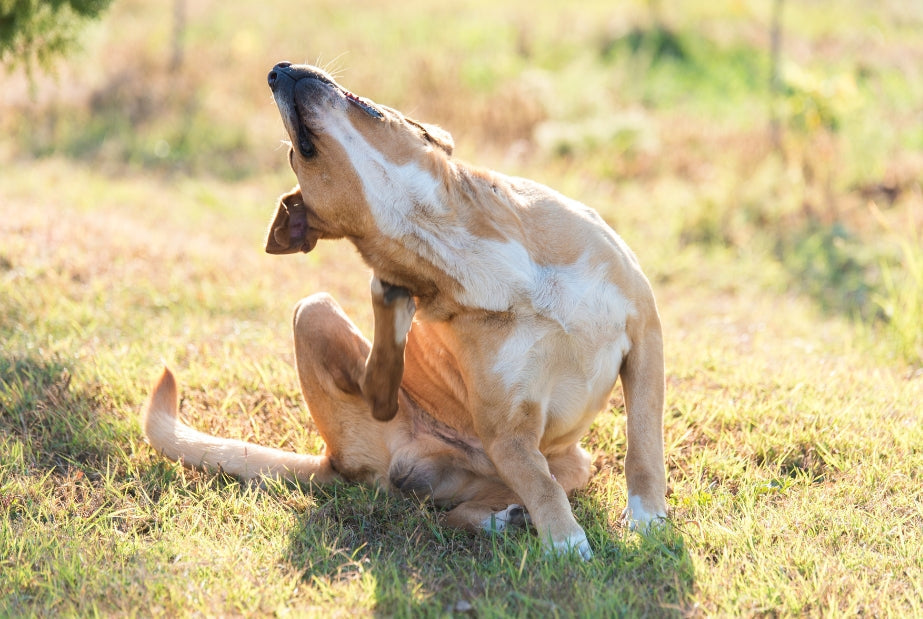 Voedselallergie bij honden