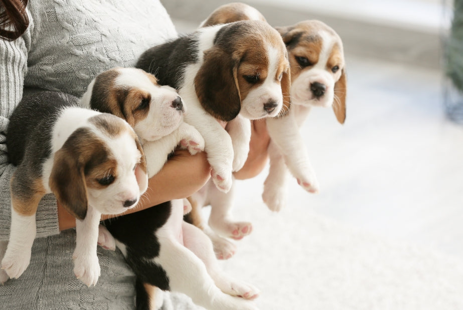 Waar moet je bij pasgeboren pups op letten?