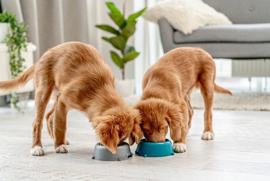 Waarom is puppyvoer goed en noodzakelijk?