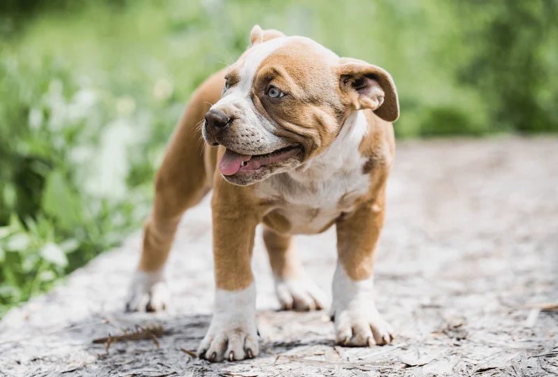 De beste voeding voor honden met allergieën