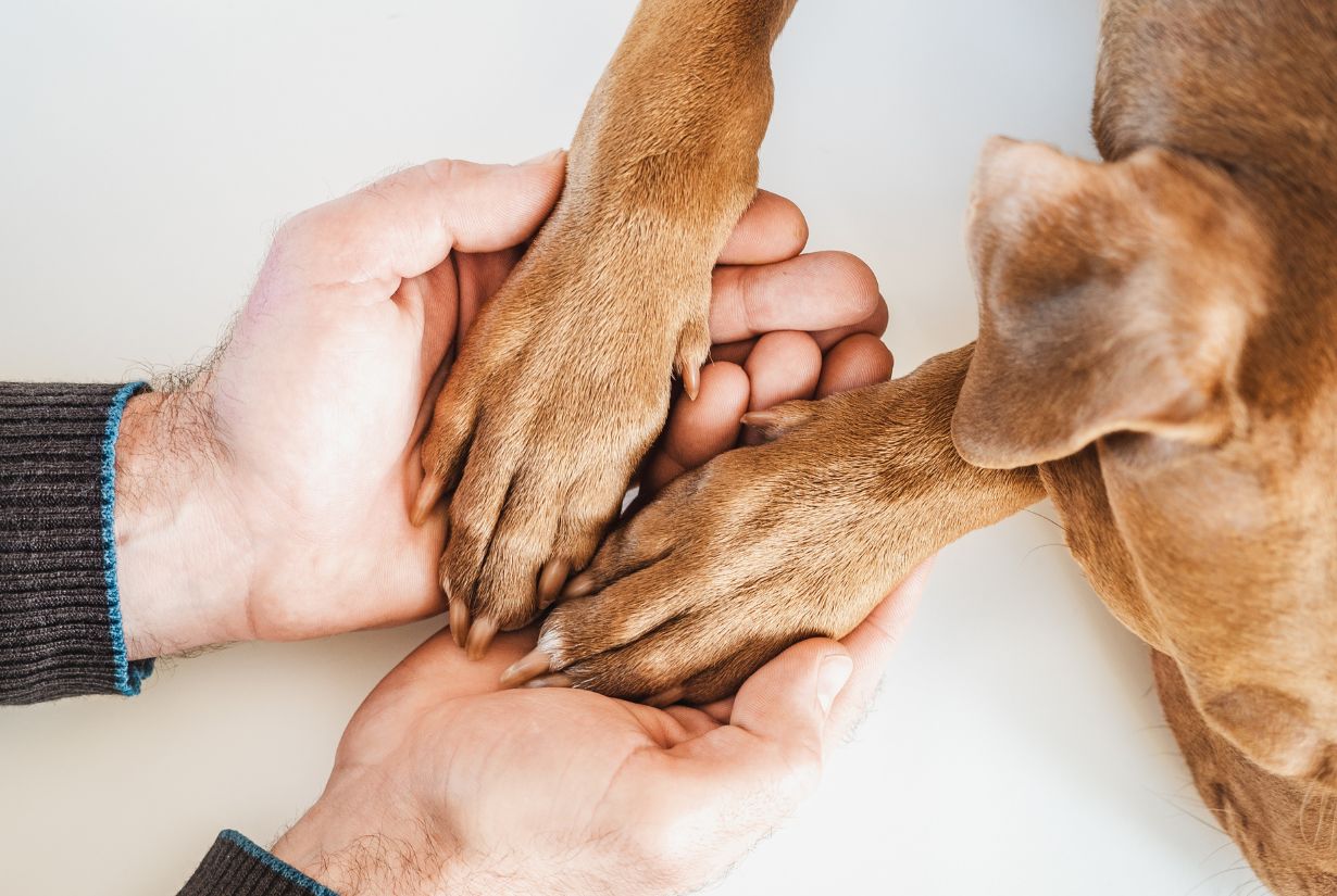 Artrose bij honden, wat houdt dit in?