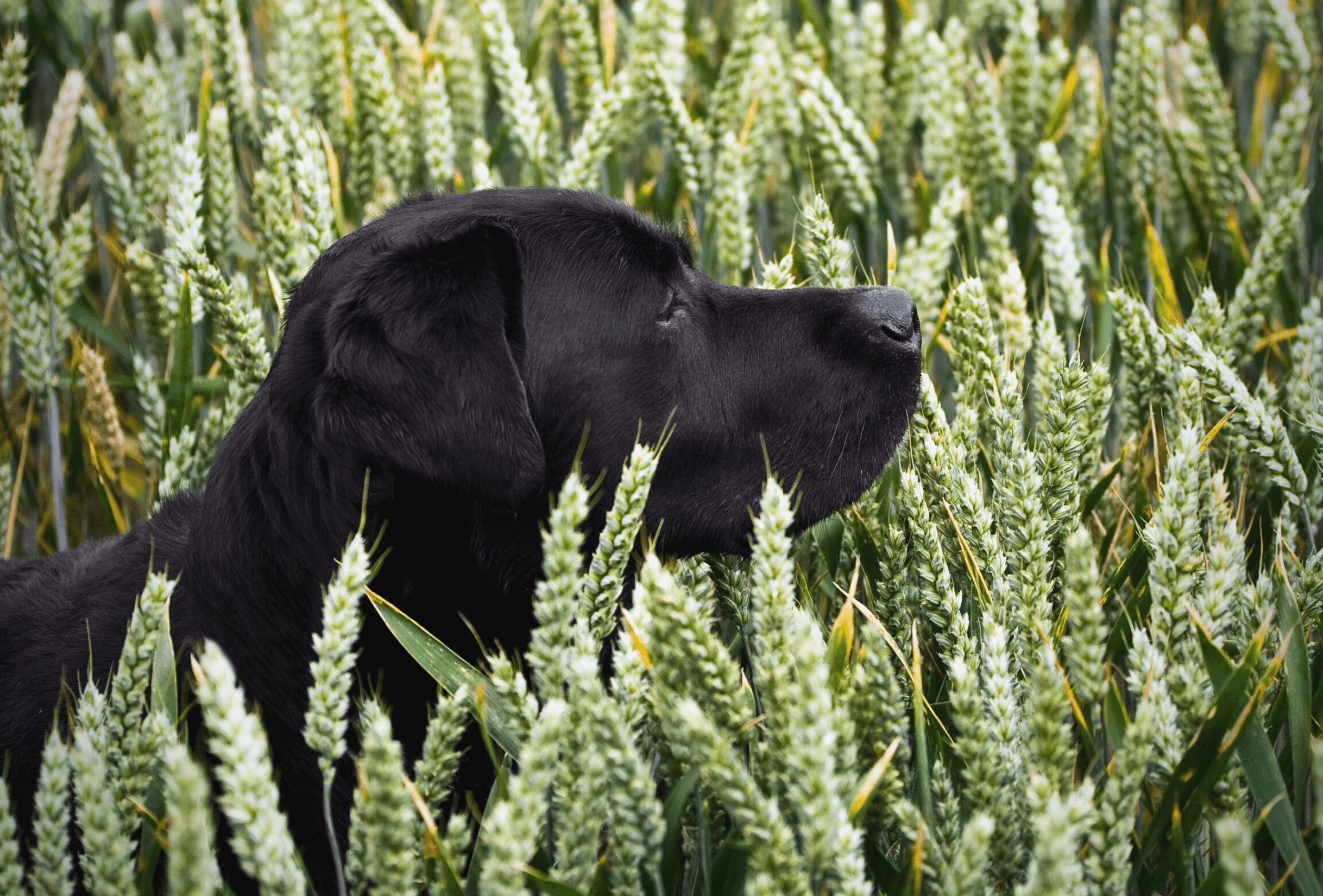 granen in hondenvoeding