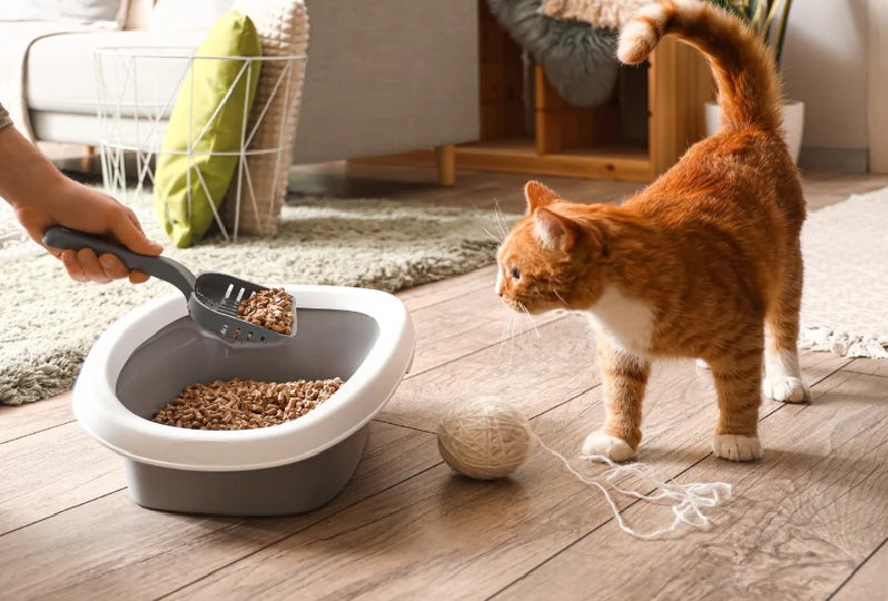 Purrrfect: De top 6 van beste kattenvoer
