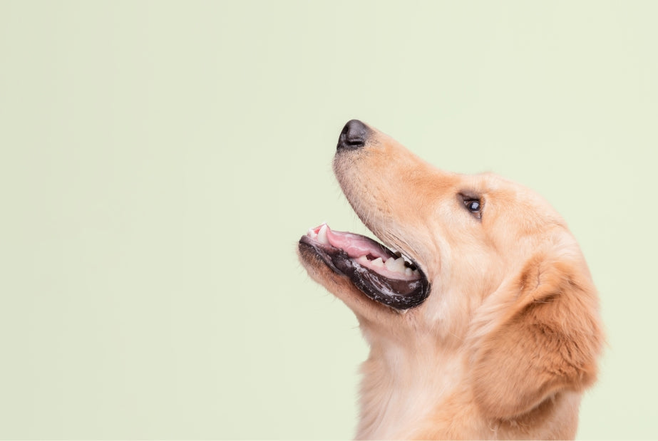 Help mijn hond stinkt. Wat nu?