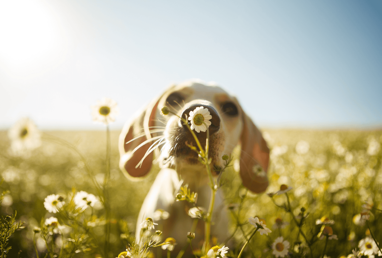Natuurlijk hondenvoer
