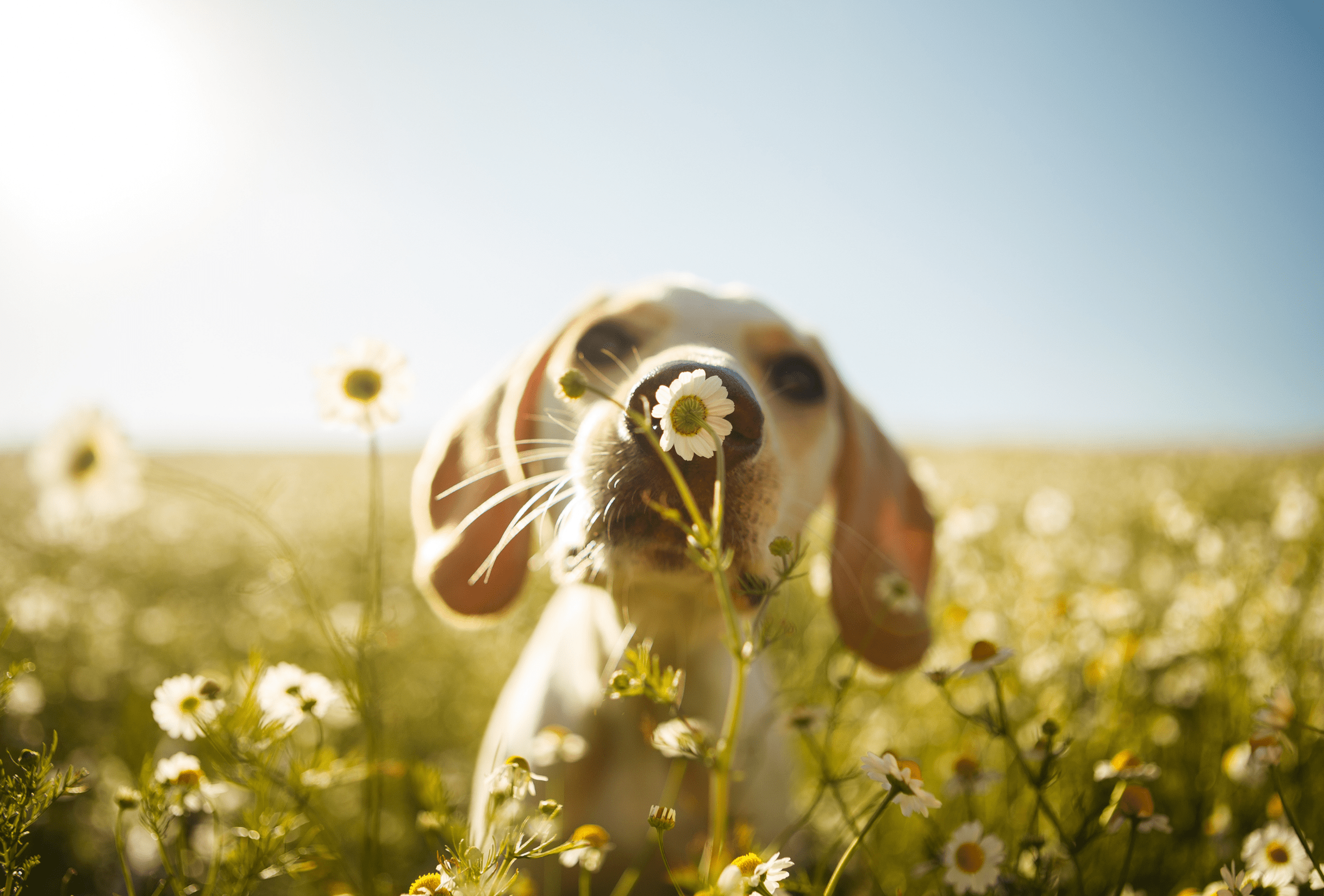 Natuurlijk hondenvoer