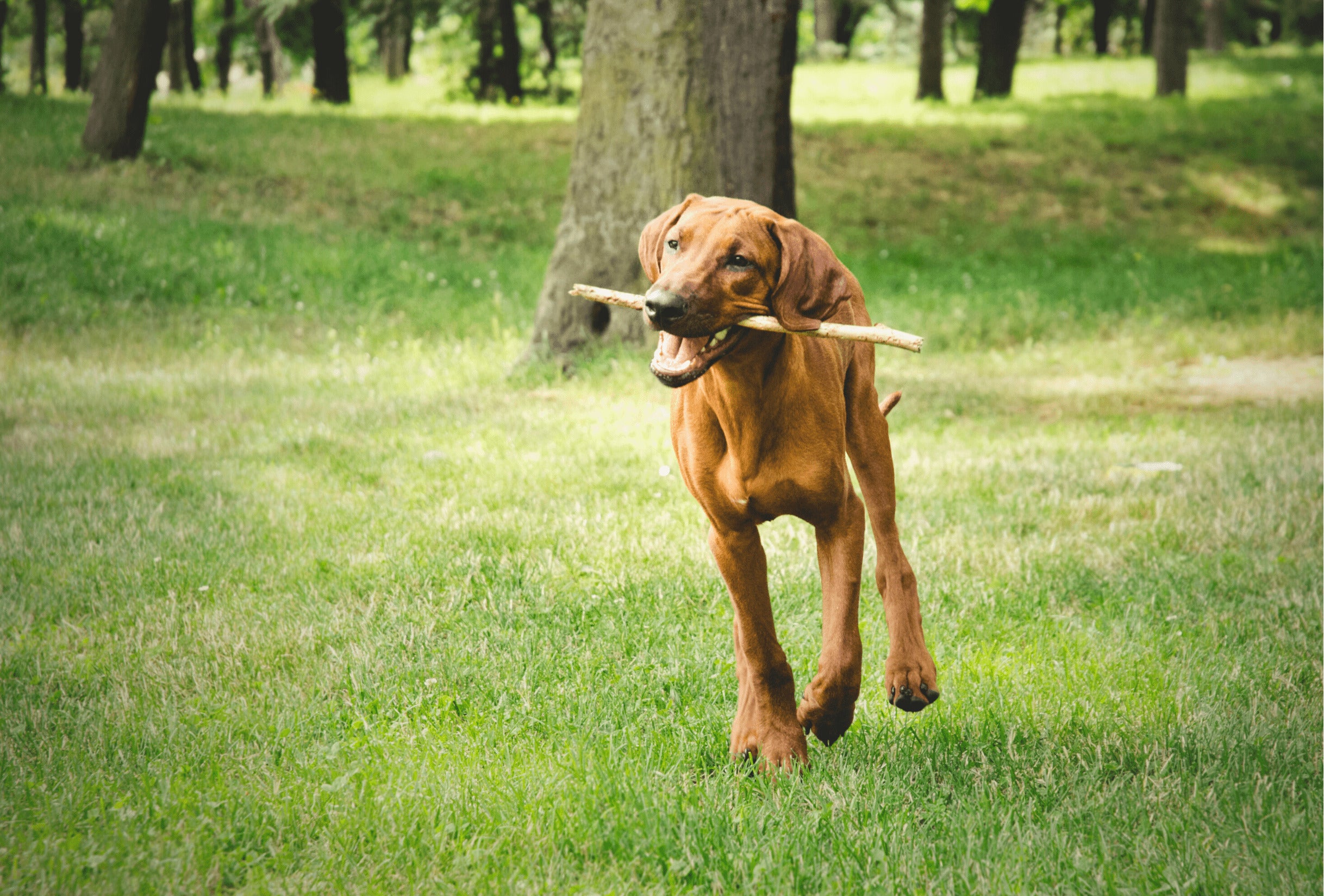 Rhodesian Ridgeback hoeveel mag hij eten?