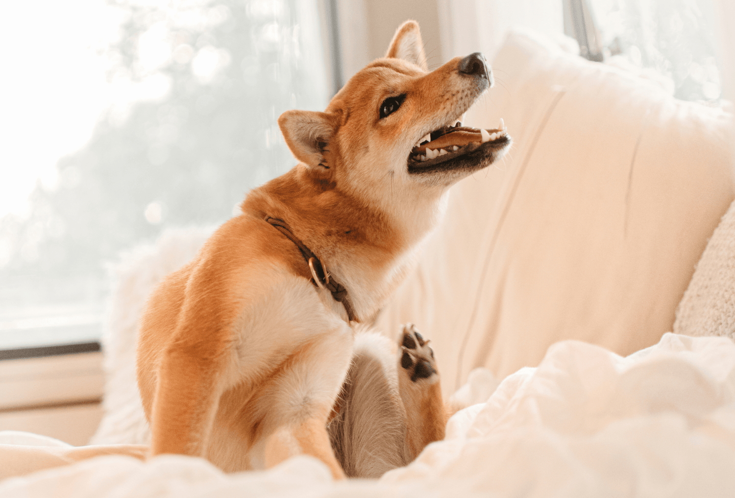 De 3 grote oorzaken voor vaak krabbende honden
