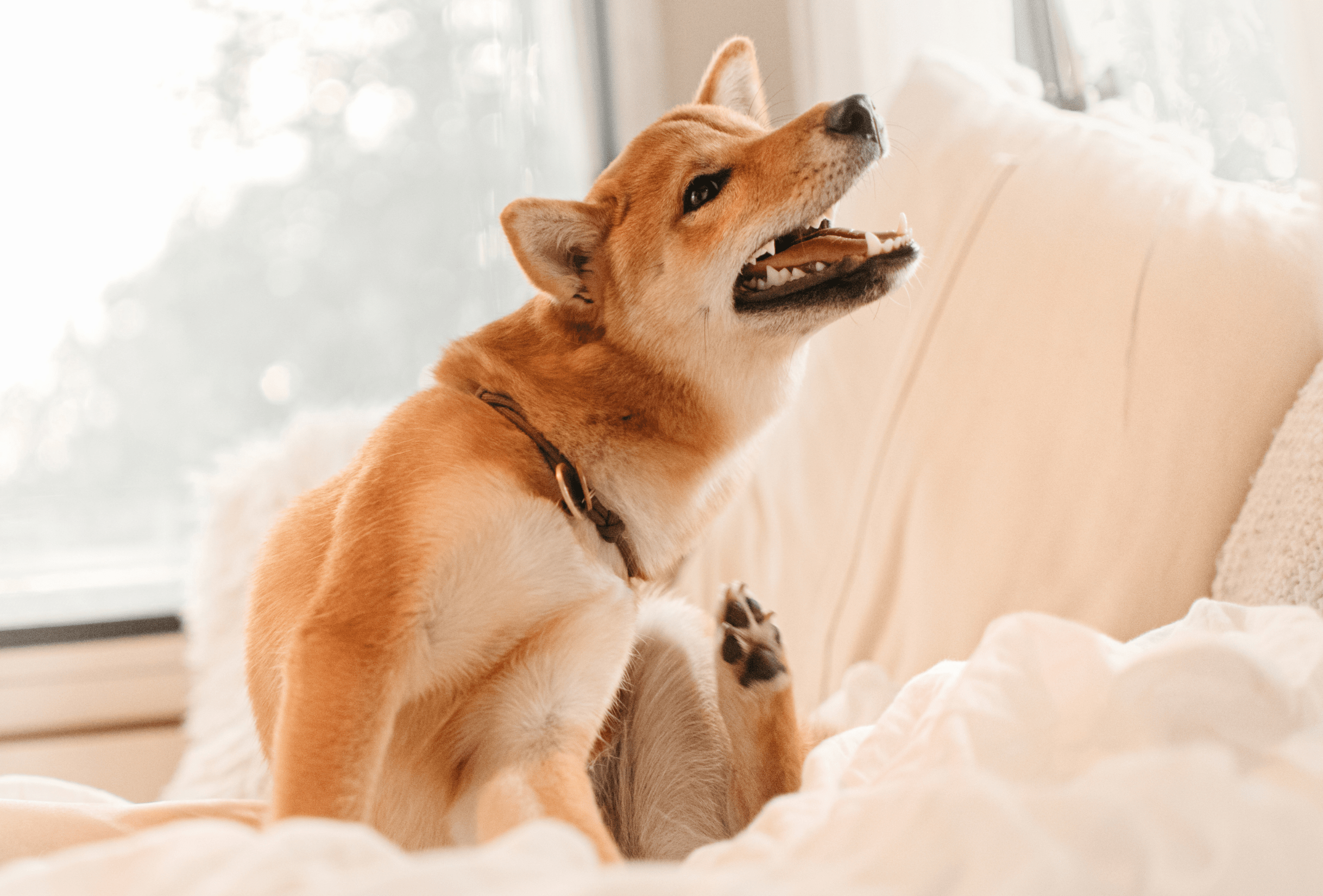 De 3 grote oorzaken voor vaak krabbende honden