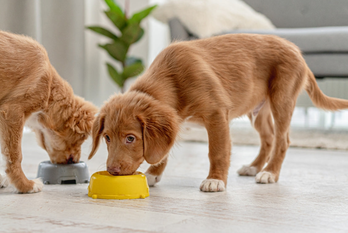 Wat mag een puppy eten?