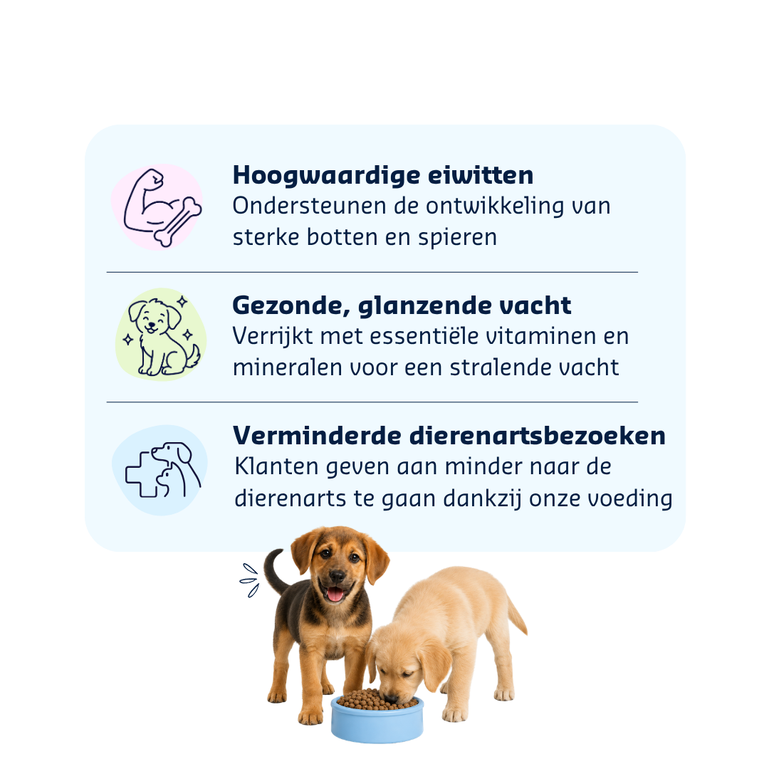 Denkadog Welpe Junior Krokodil