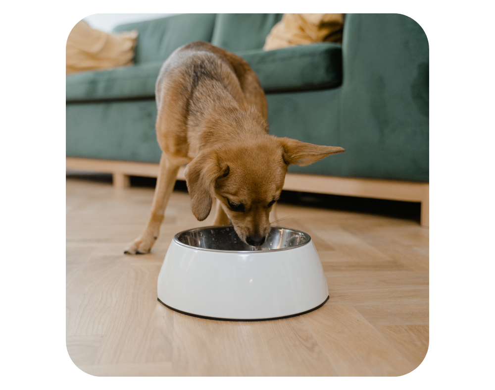 voeding voor honden