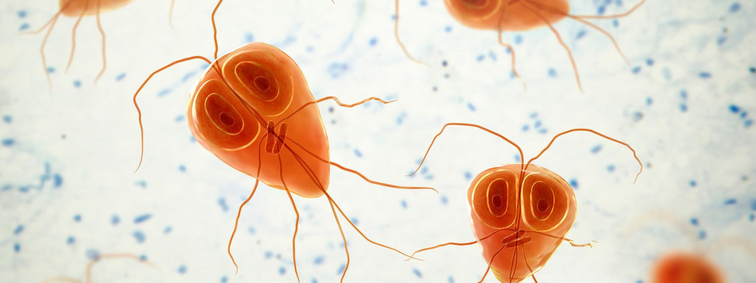 Giardia bij honden - symptomen en behandeling uitgelegd