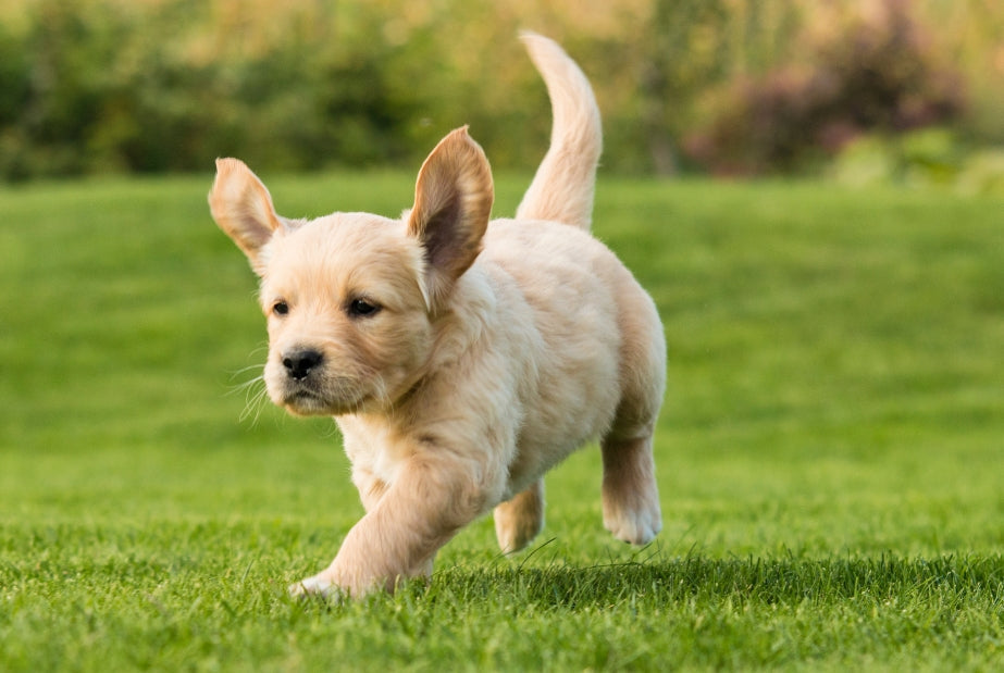 Hoeveel voer mag mijn pup per dag?