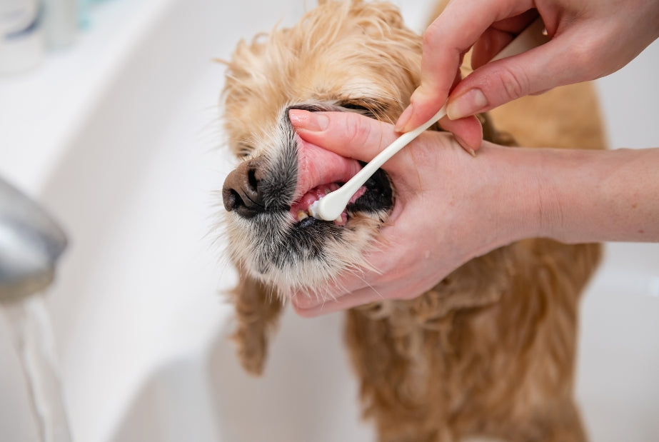 Hoe verzorg je het gebit bij jouw hond?