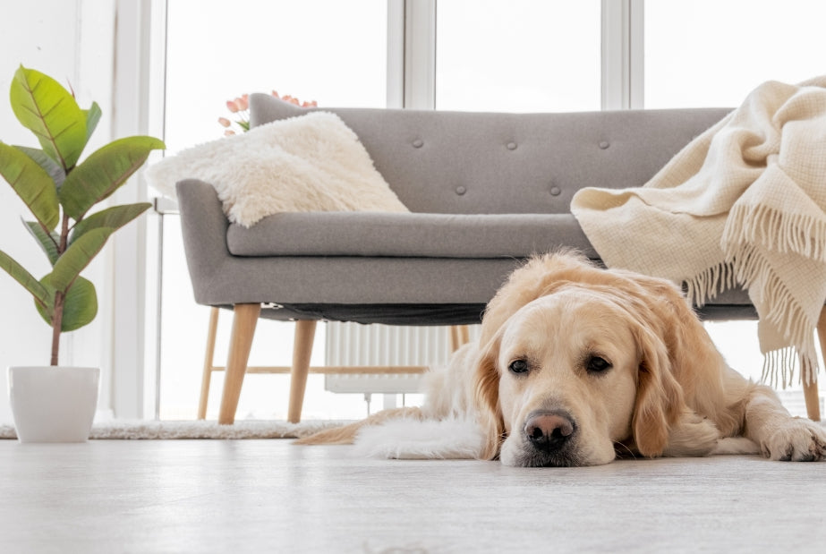 Hond eet gras, niet of heeft andere eetproblemen
