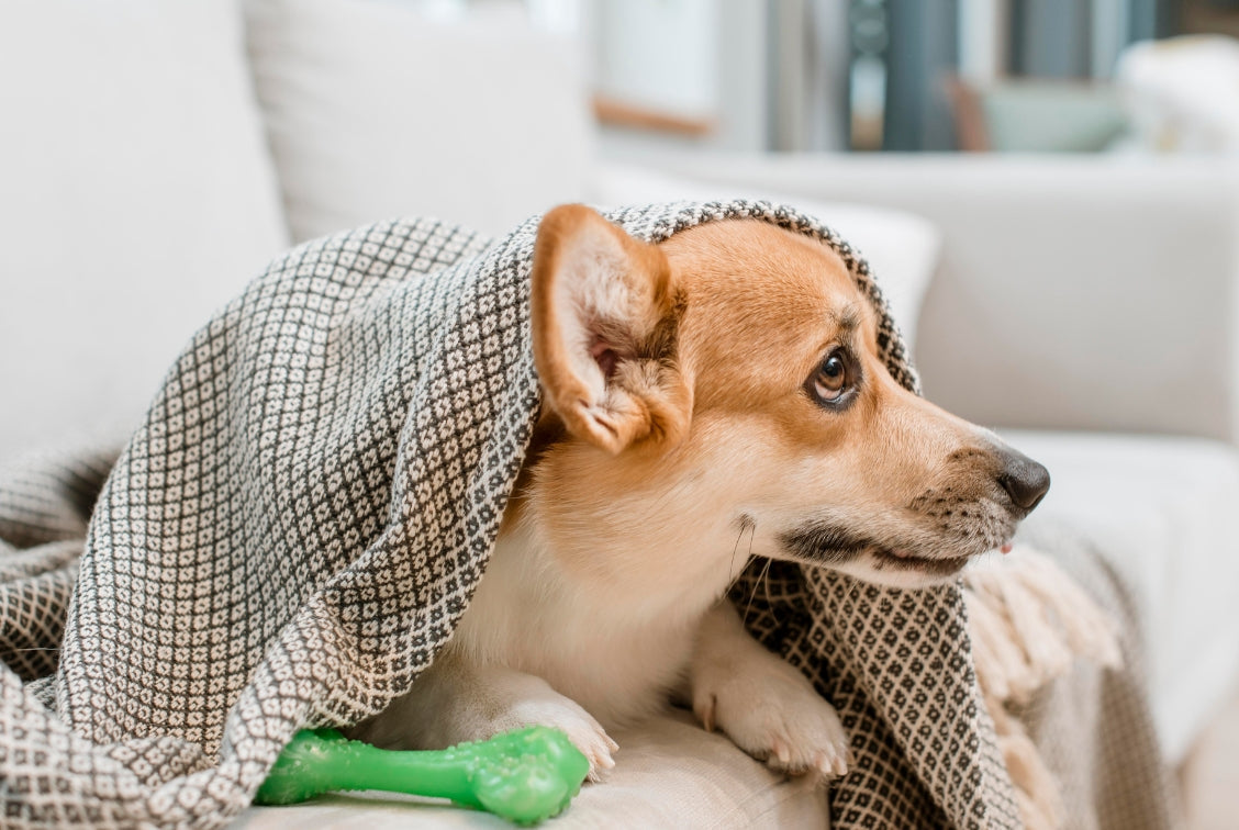 Stress en angst bij honden, hoe ga je ermee om?