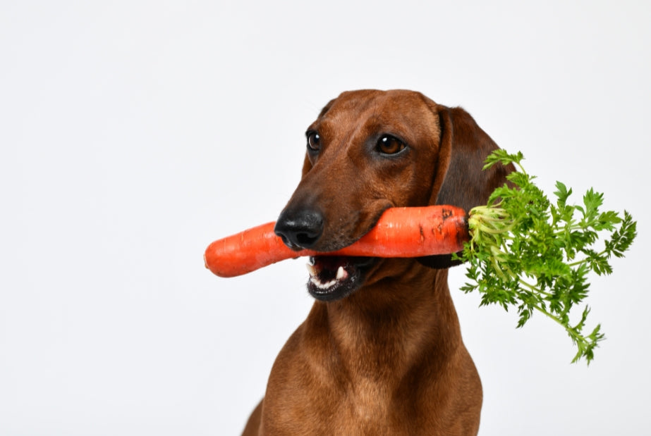 Vegetarische en veganistische hondenvoeding