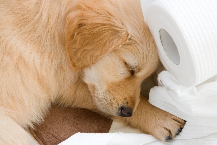 Puppy heeft diarree - Wij lossen het op!