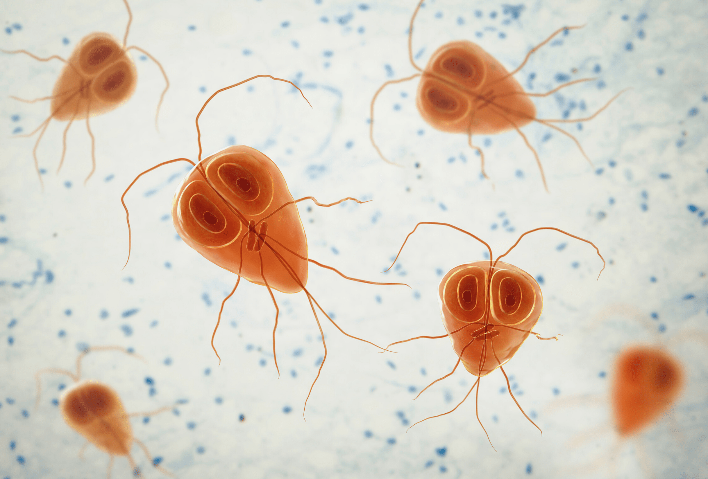 Giardia bij de hond