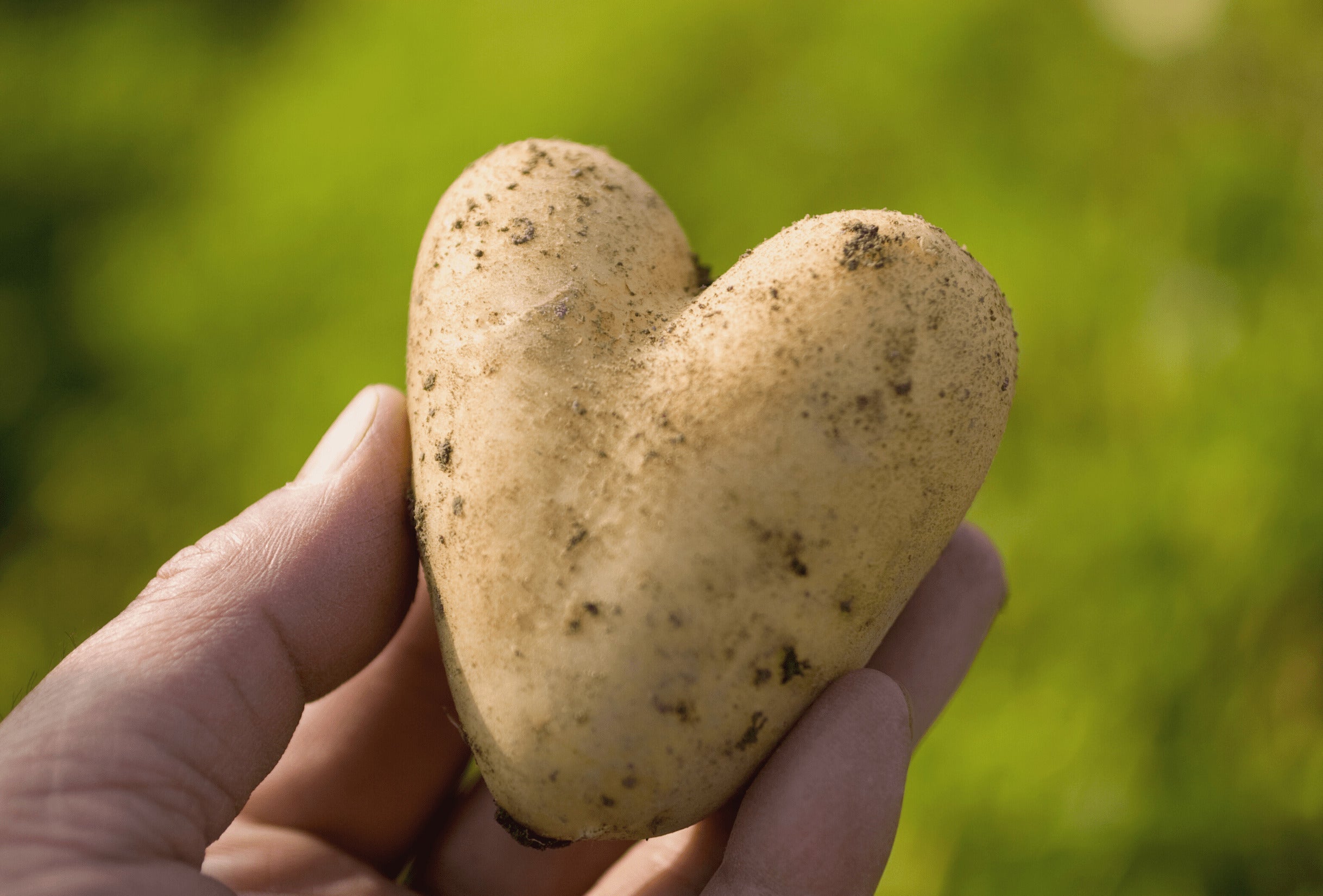 Graanvrij hondenvoer en hondenbrokken van Denkadog