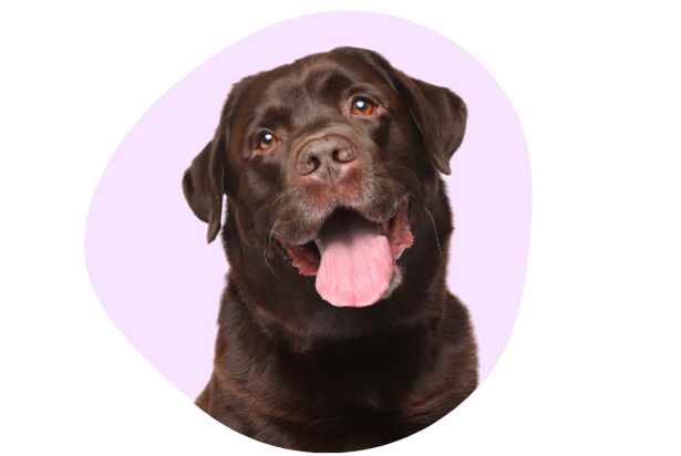 Labrador retriever: een intelligente hond