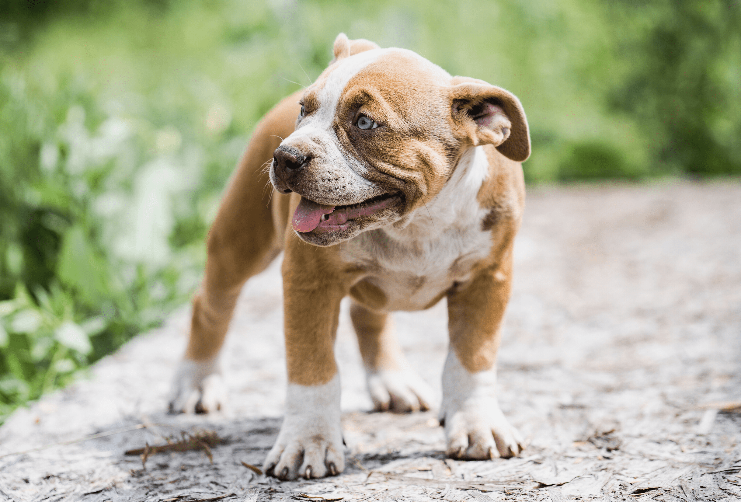 Hypoallergeen hondenvoer