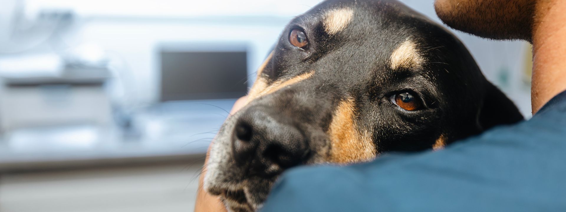 Leishmania bij de hond: symptomen, diagnose en voedingstips