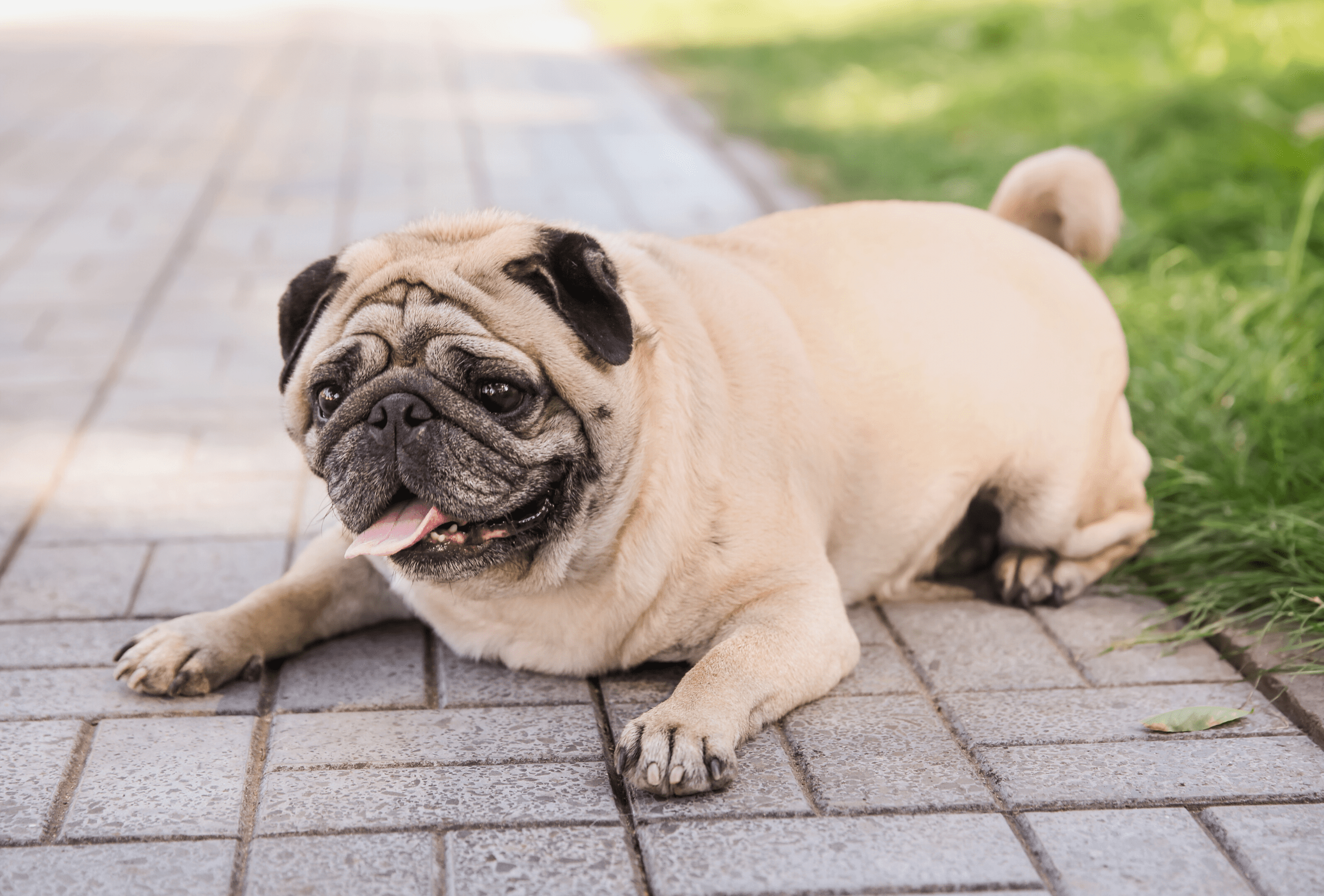 Tips van de dierenarts bij overgewicht bij de hond