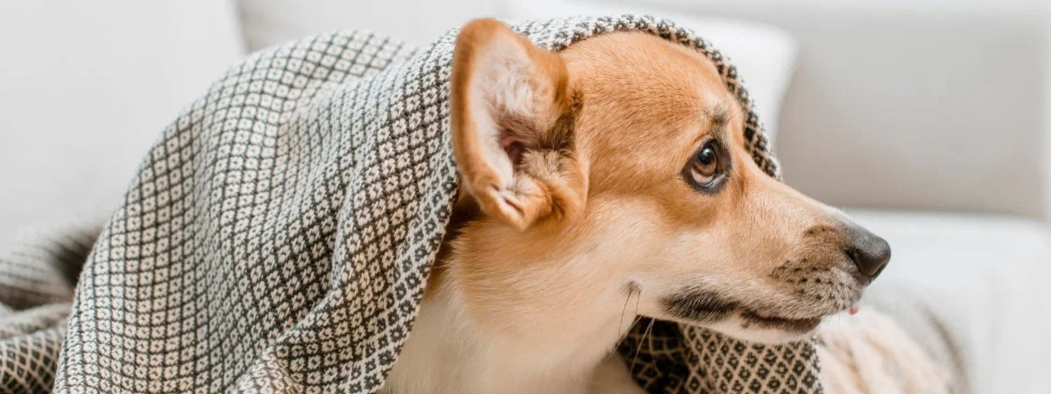 Stress bij de hond - voeding als het juiste kalmeringsmiddel