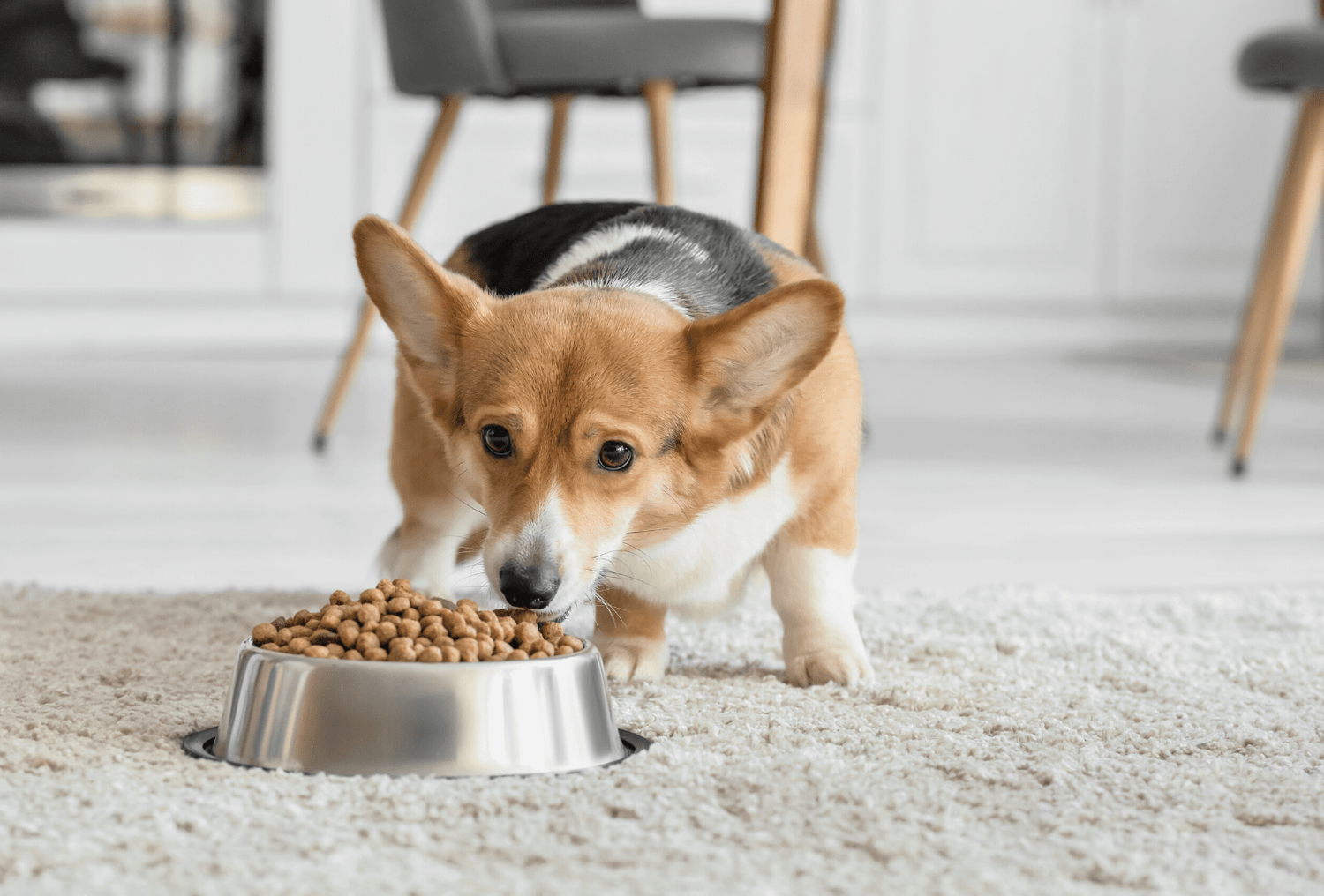 Hoeveel en welke soort eten mag mijn hond hebben?