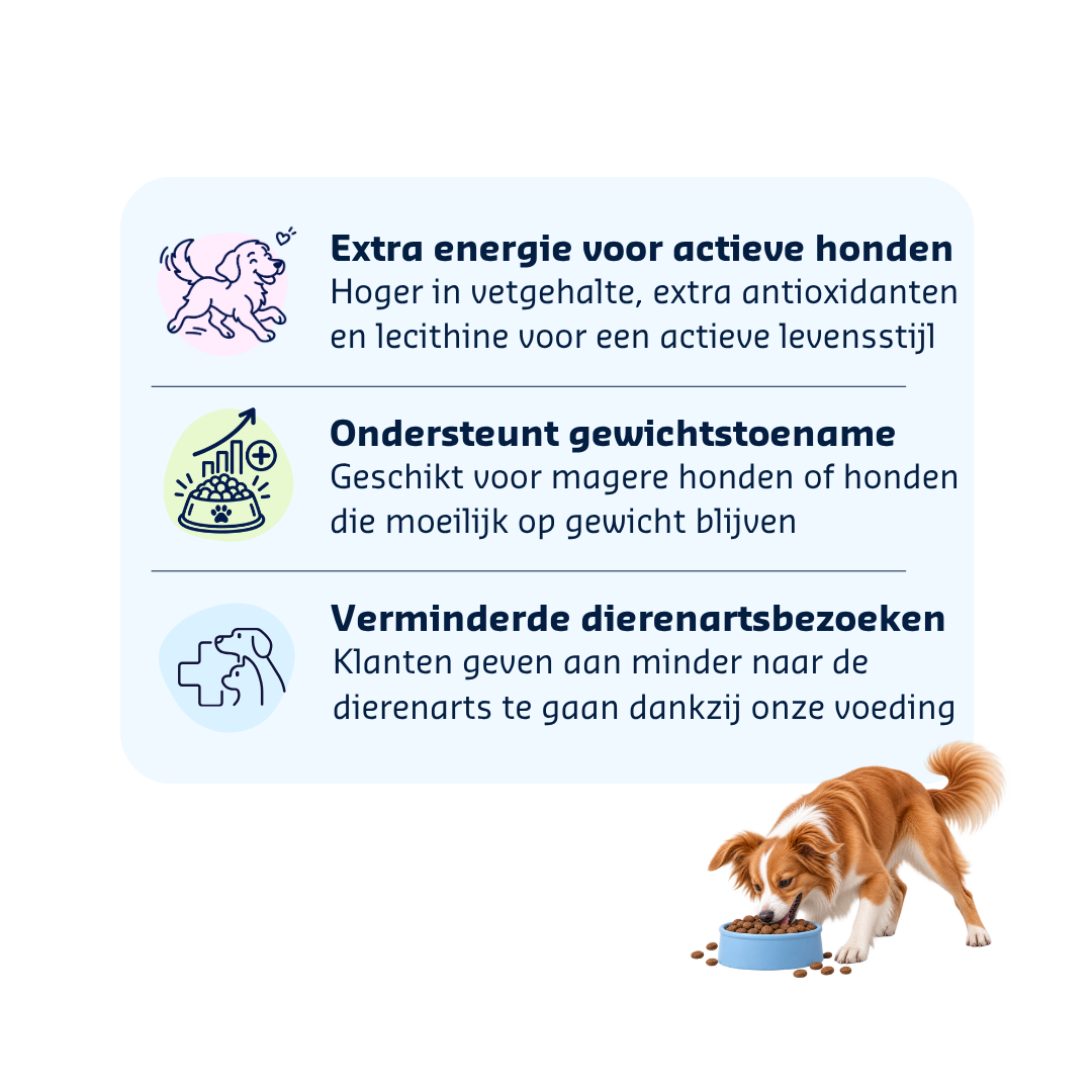 Denkadog Physique Krokodil
