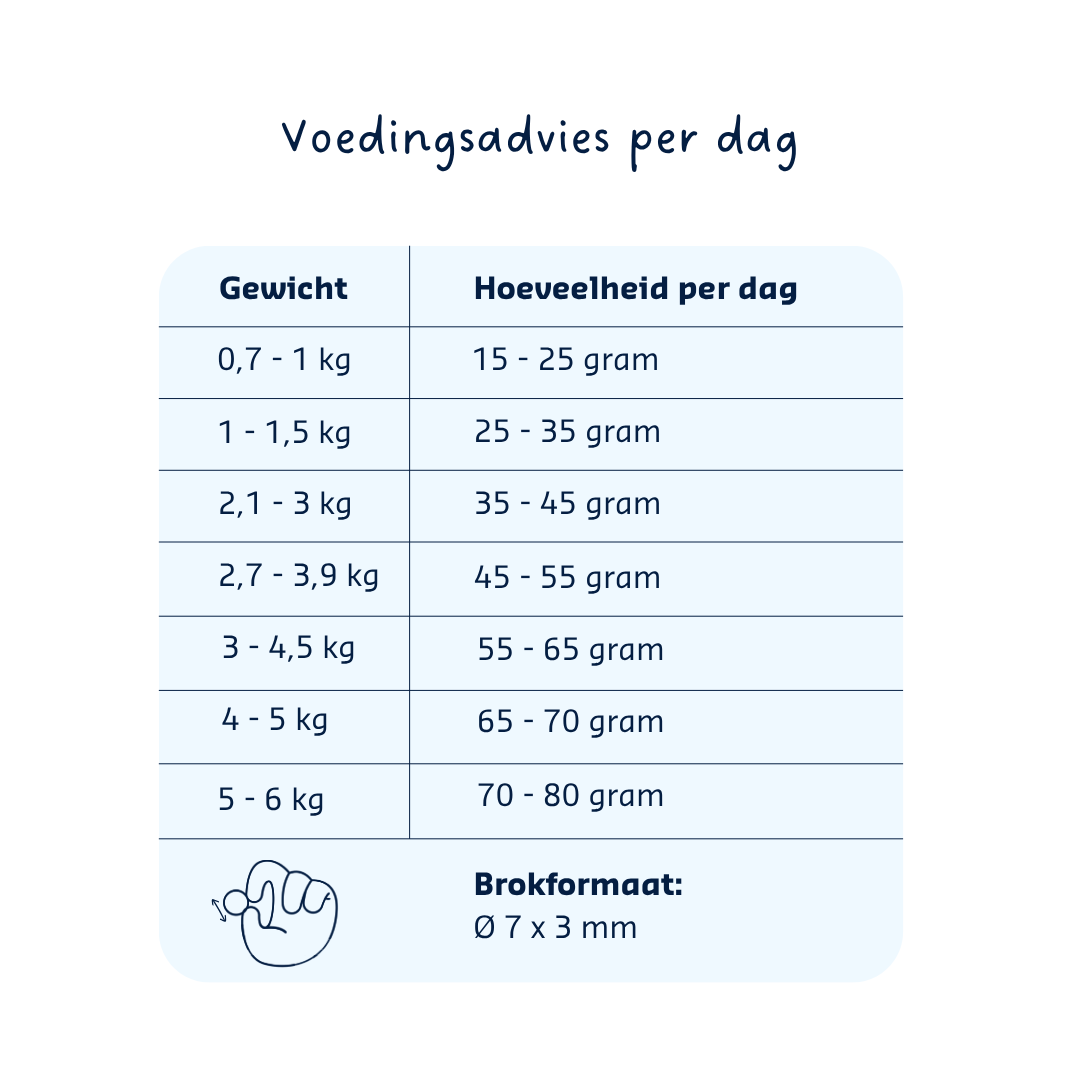 Denkacat Spezialkätzchen
